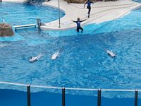Dolphins