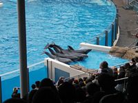 Dolphins