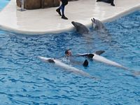 Dolphins