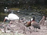 Ducks