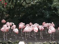Flamingos