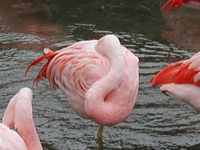 Flamingos