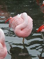 Flamingos
