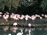 Flamingos
