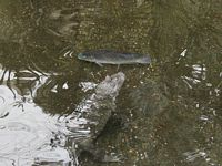 Gator