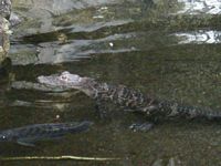 Gator