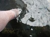 Manatees