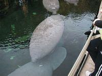 Manatees