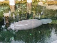 Manatees