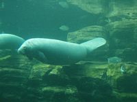 Manatees