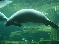 Manatees