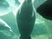 Manatees
