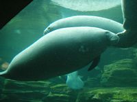 Manatees
