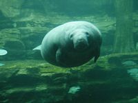 Manatees