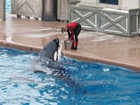 Orca