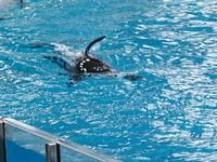 Orca