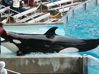 Orca
