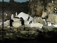 Penguins