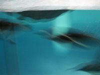 Penguins