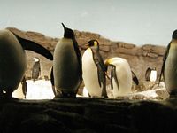 Penguins