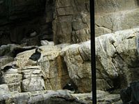 Penguins