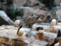 Penguins