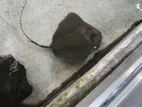 Stingray