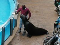 Sea Lion
