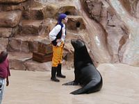 Sea Lion