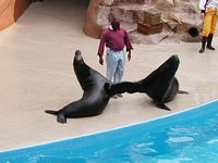 Sea Lion