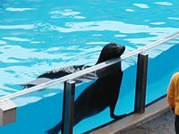 Sea Lion
