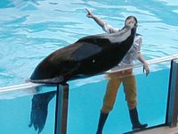 Sea Lion
