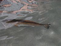 Trout