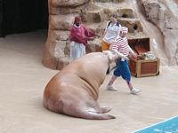 Walrus