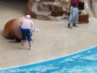 Walrus