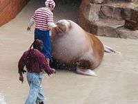 Walrus
