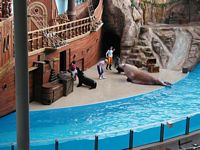 Walrus