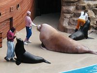 Walrus