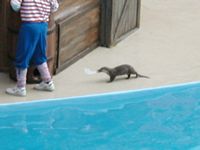 Weasel